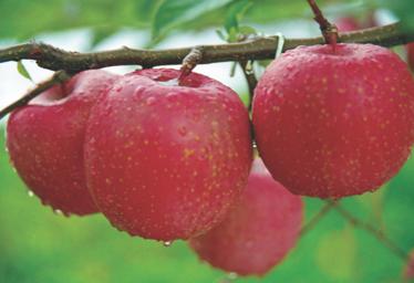 咸阳有什么特色美食