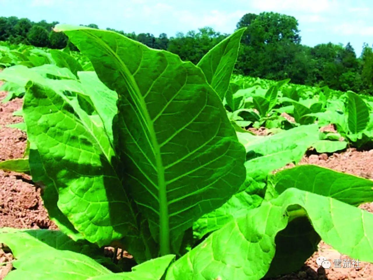 什么是肥壮顾问