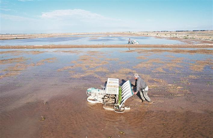 肥壮素有什么副作用