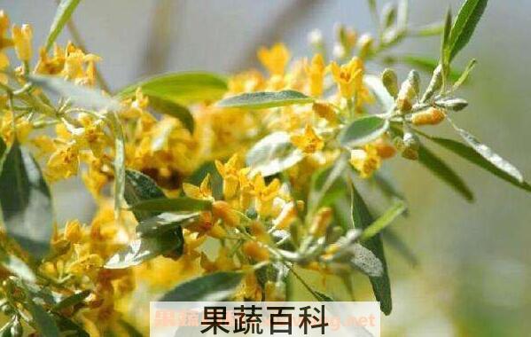 蜂蜜的作用与功效