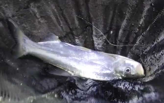 春季翘嘴钓鱼选择钓底还是钓浮