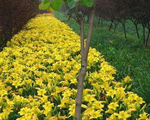 有哪些适宜做美食的PPT模板