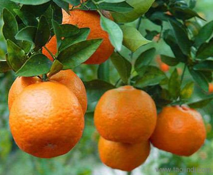 防城港特产有哪些土特产