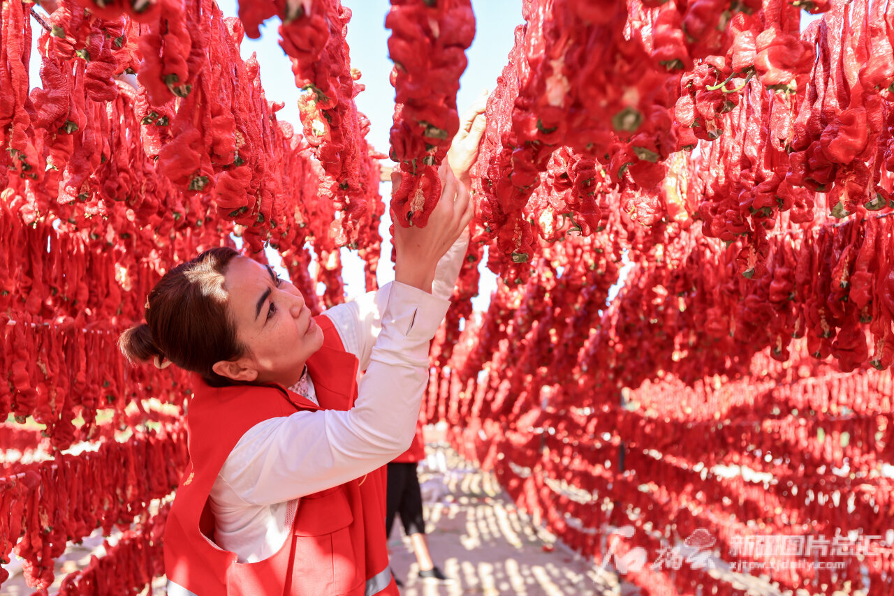 往年小辣椒会下架吗