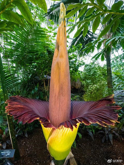 淮安最大的花鸟市场在哪