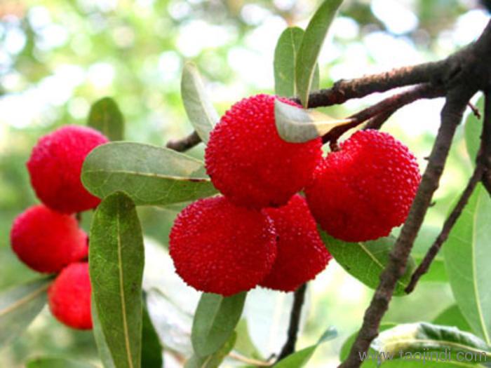 钦州的特产美食