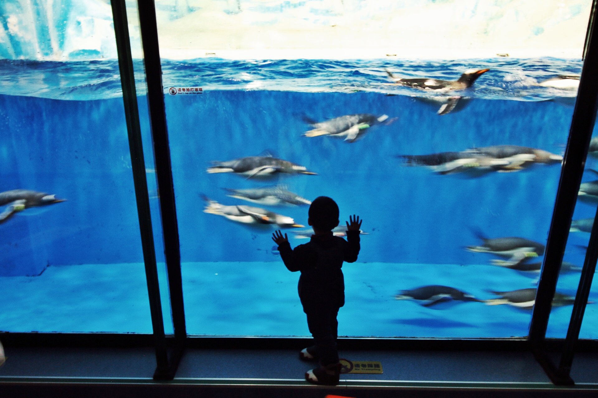 哈尔滨极地馆游玩攻略