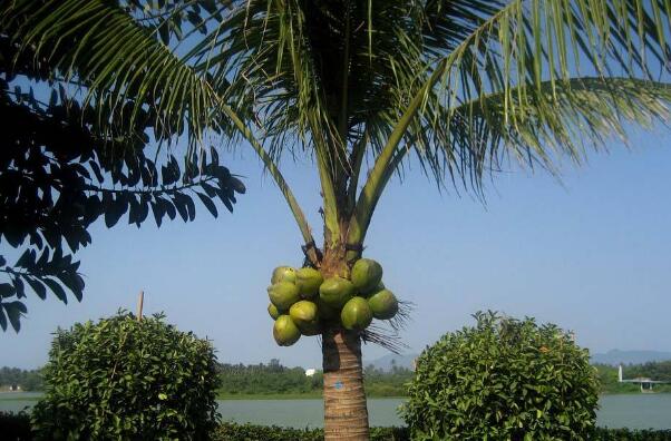 海南有什么特征的节日