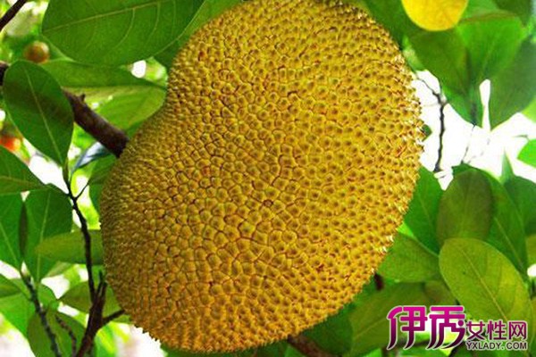 热带水果有那些吃那可以止咳