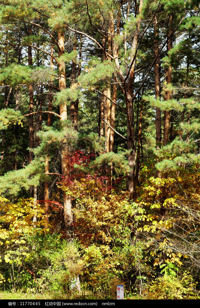 二道白河和松江河哪个离长白山近